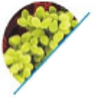 Staphylococcus