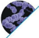 Streptococcus