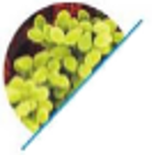 Staphylococcus