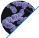 Streptococcus